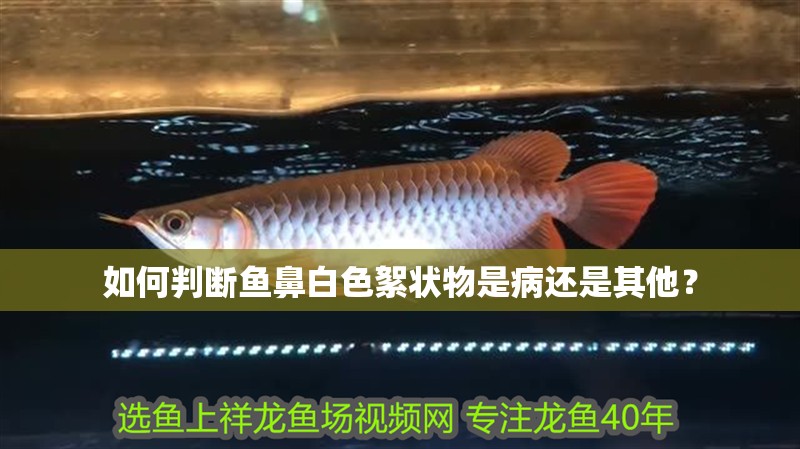 如何判斷魚鼻白色絮狀物是病還是其他？