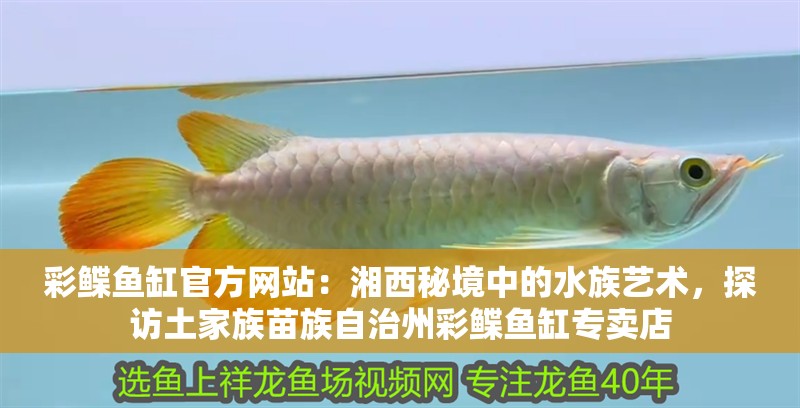 彩鰈魚缸官方網站：湘西秘境中的水族藝術，探訪土家族苗族自治州彩鰈魚缸專賣店