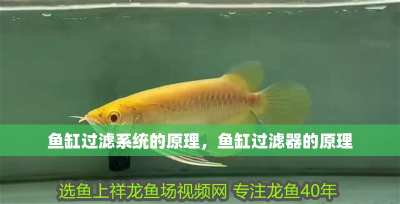 魚缸過濾系統的原理，魚缸過濾器的原理