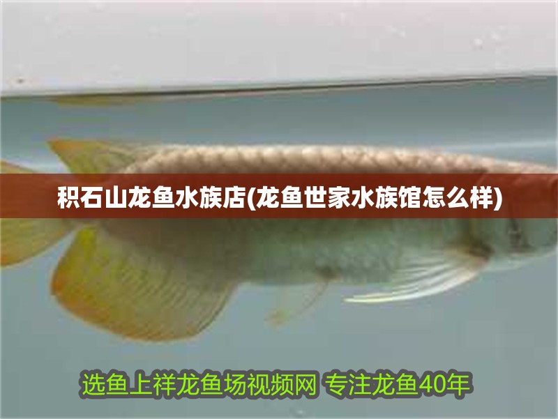 積石山龍魚水族店(龍魚世家水族館怎么樣)