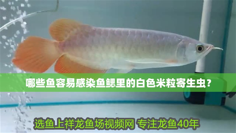 哪些魚容易感染魚鰓里的白色米粒寄生蟲？