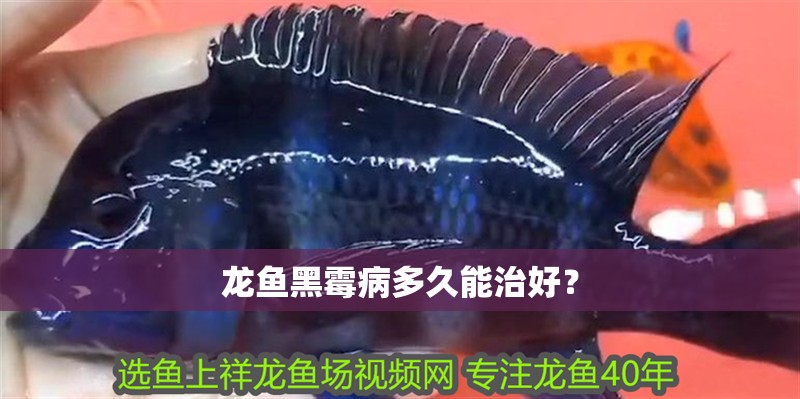 龍魚黑霉病多久能治好？