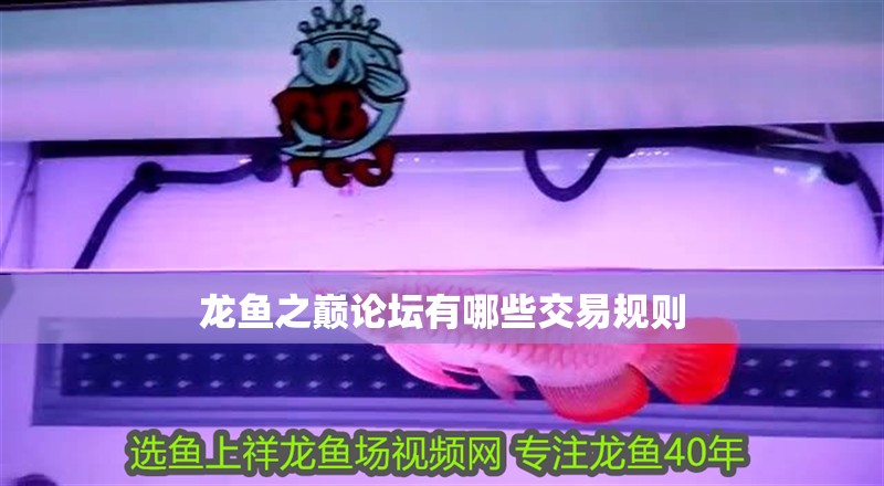 龍魚之巔論壇有哪些交易規(guī)則