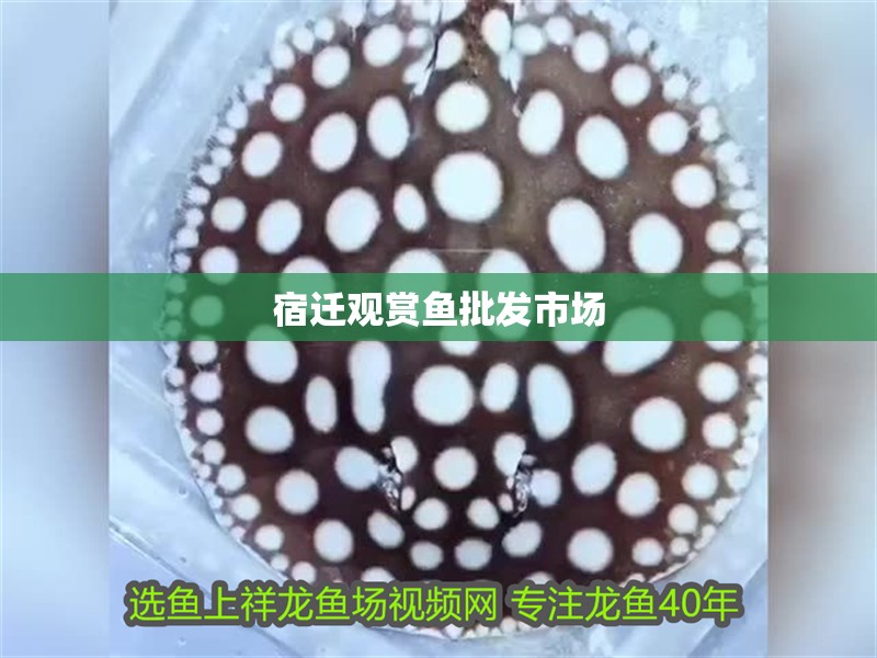 宿遷觀賞魚批發市場