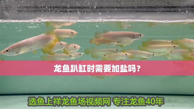 龍魚趴缸時需要加鹽嗎？
