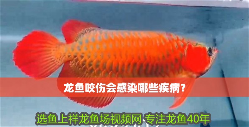 龍魚咬傷會(huì)感染哪些疾病？