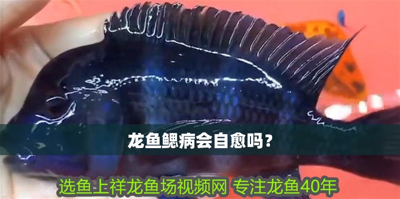 龍魚鰓病會自愈嗎？