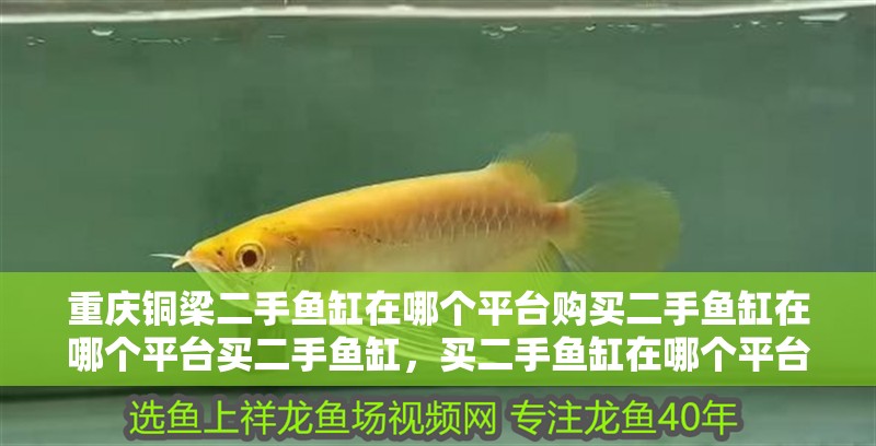 重慶銅梁二手魚缸在哪個平臺購買二手魚缸在哪個平臺買二手魚缸，買二手魚缸在哪個平臺買