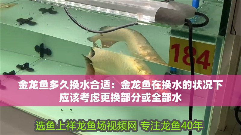 金龍魚多久換水合適：金龍魚在換水的狀況下應該考慮更換部分或全部水