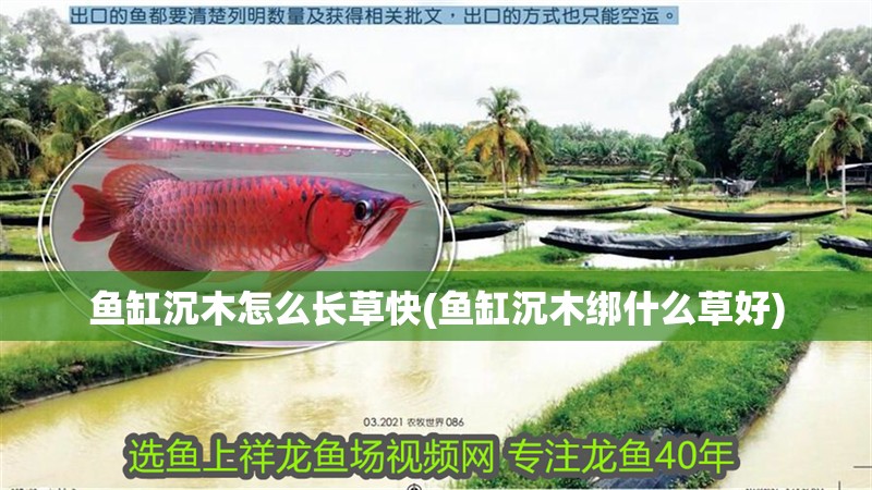 魚缸沉木怎么長草快(魚缸沉木綁什么草好)