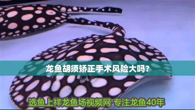 龍魚胡須矯正手術風險大嗎？