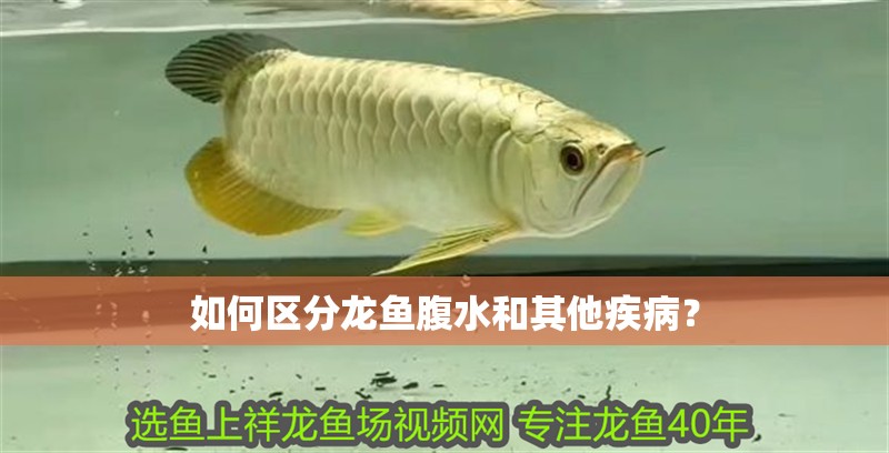 如何區(qū)分龍魚腹水和其他疾病？