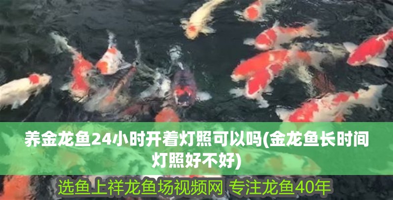 養(yǎng)金龍魚24小時開著燈照可以嗎(金龍魚長時間燈照好不好)