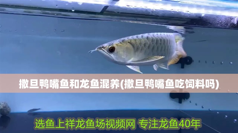 撒旦鴨嘴魚和龍魚混養(yǎng)(撒旦鴨嘴魚吃飼料嗎)