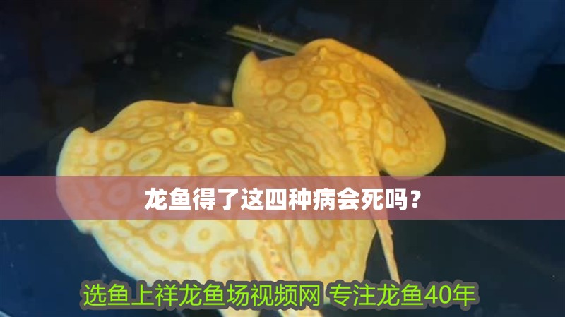 龍魚得了這四種病會死嗎？