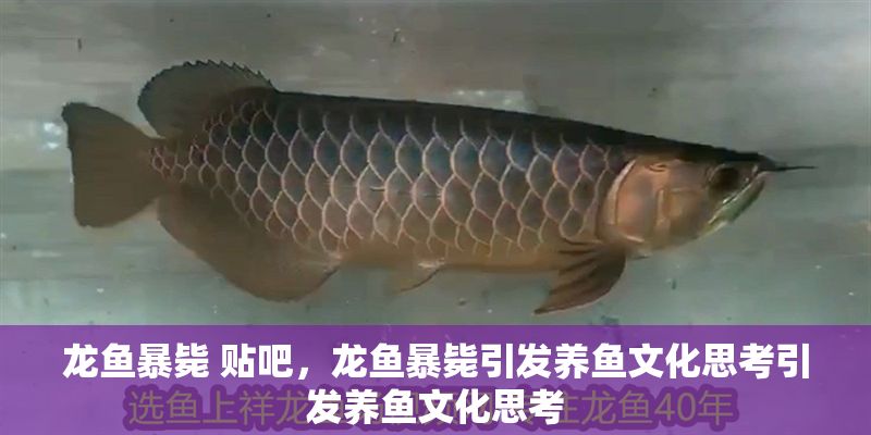 龍魚暴斃 貼吧，龍魚暴斃引發(fā)養(yǎng)魚文化思考引發(fā)養(yǎng)魚文化思考