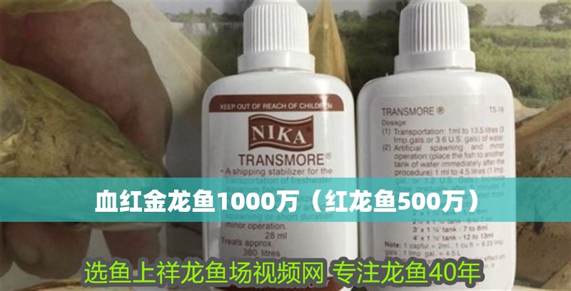 血紅金龍魚1000萬（紅龍魚500萬）