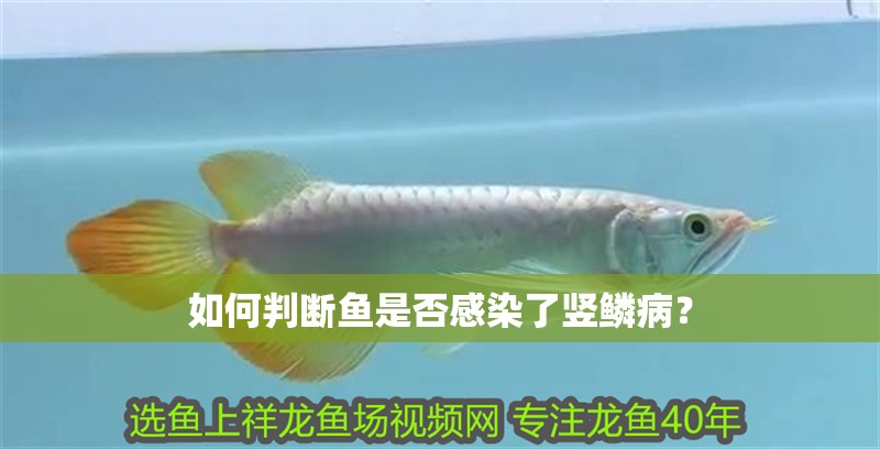 如何判斷魚是否感染了豎鱗??？