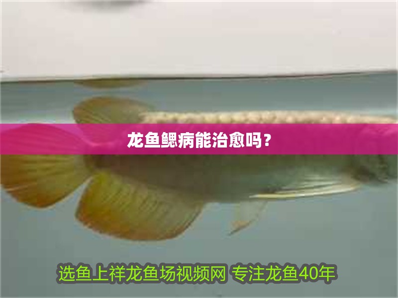 龍魚鰓病能治愈嗎？