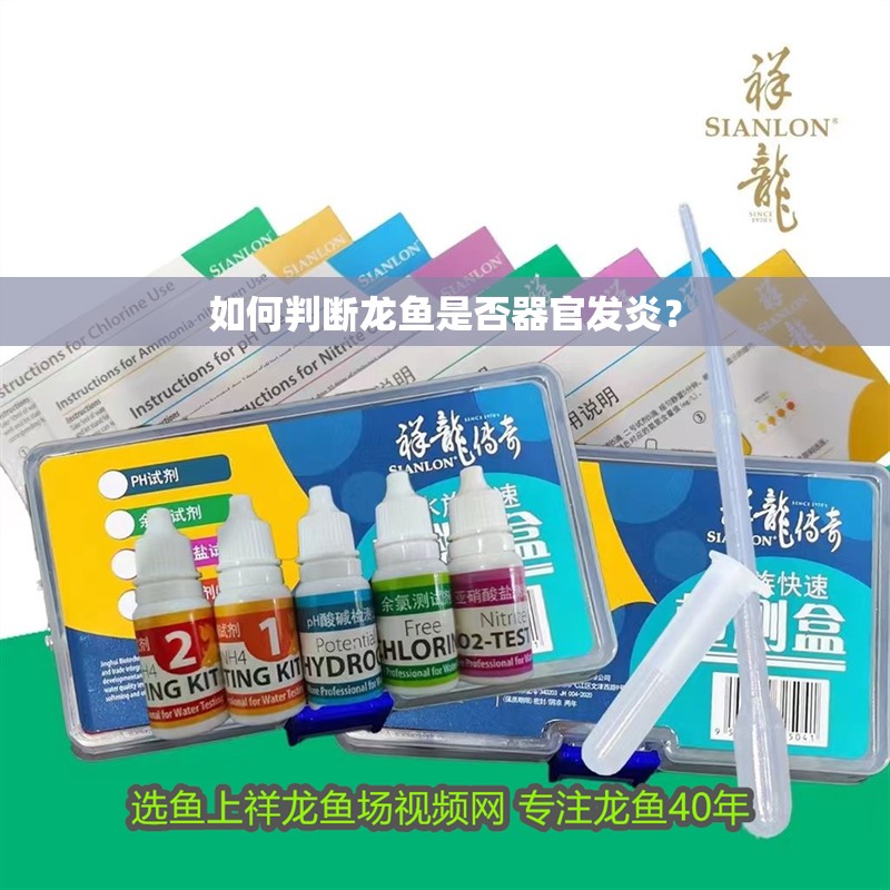 如何判斷龍魚是否器官發炎？