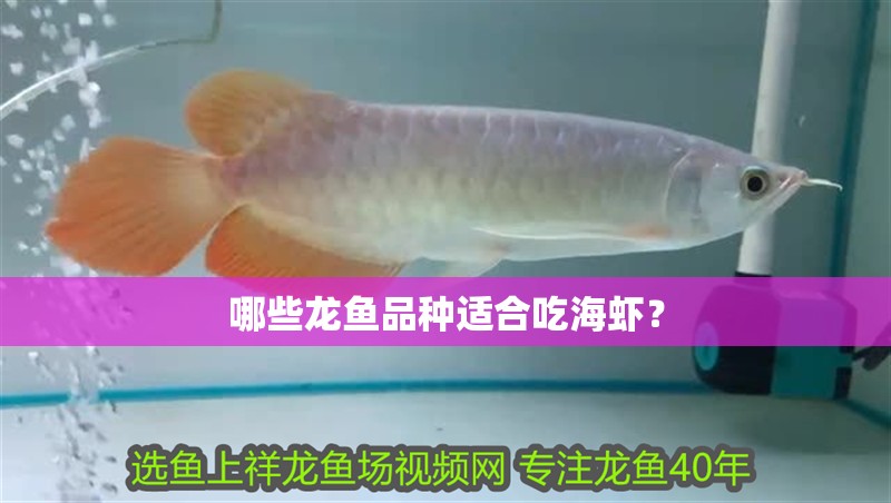 哪些龍魚(yú)品種適合吃海蝦？