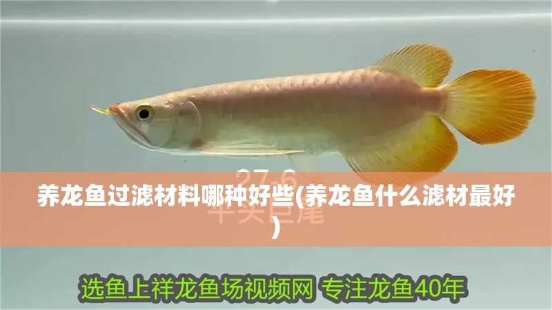 養(yǎng)龍魚過濾材料哪種好些(養(yǎng)龍魚什么濾材最好)