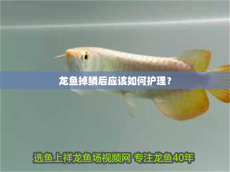 龍魚掉鱗后應該如何護理？
