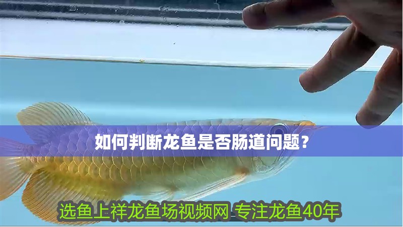 如何判斷龍魚是否腸道問題？ 如何判斷龍魚是否腸道問題？ 龍魚百科