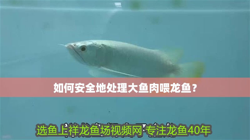 如何安全地處理大魚肉喂龍魚？