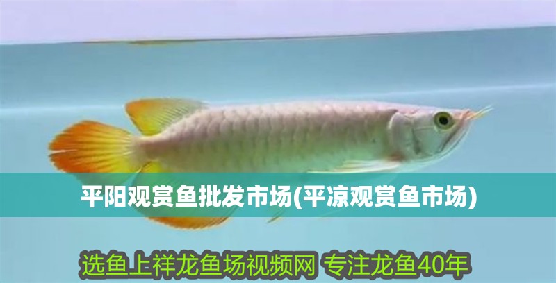 平陽觀賞魚批發(fā)市場(平?jīng)鲇^賞魚市場)