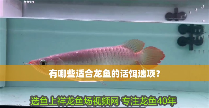 有哪些適合龍魚的活餌選項(xiàng)？