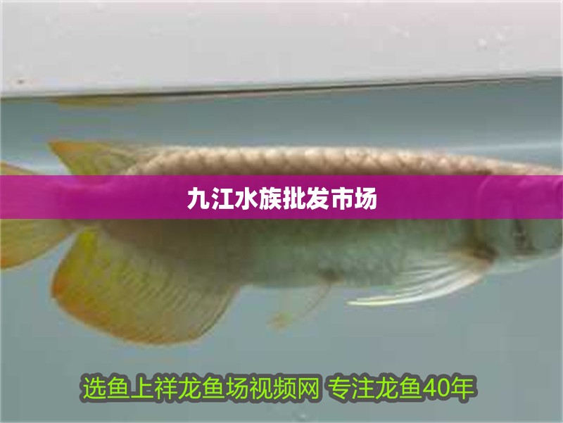 <strong><mark>九江</mark></strong>水族批發市場
