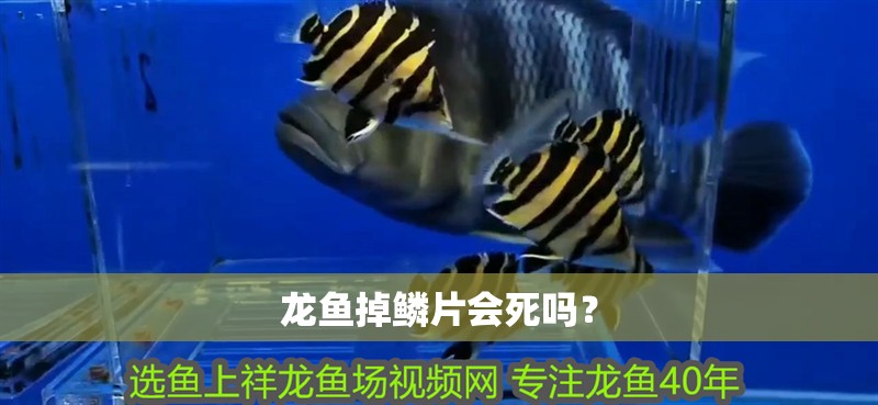 龍魚掉鱗片會死嗎？