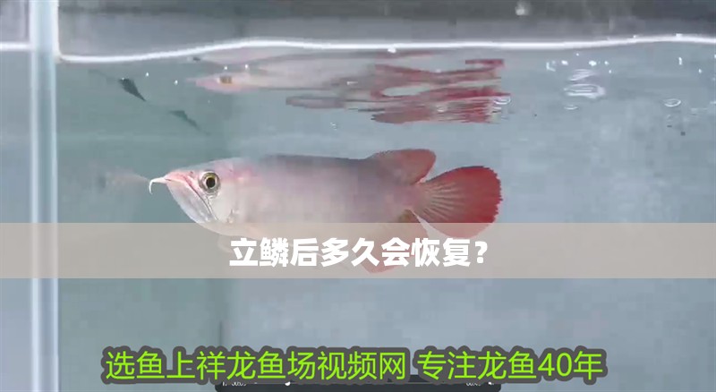 立鱗后多久會恢復？ 立鱗后多久會恢復？ 龍魚百科