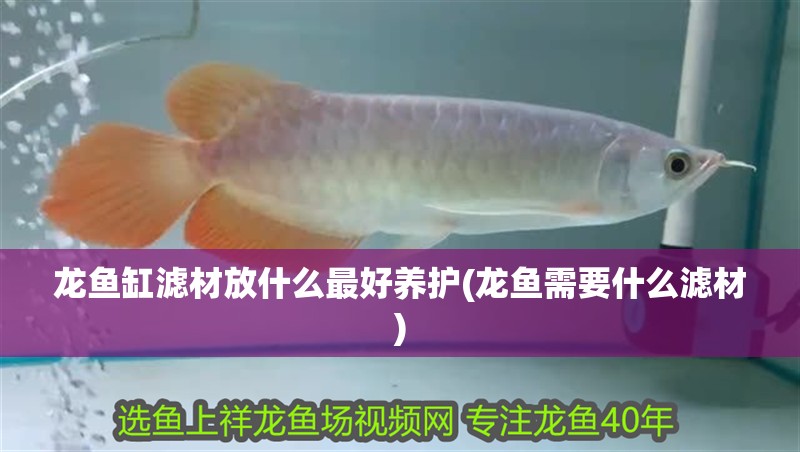 龍魚缸濾材放什么最好養(yǎng)護(hù)(龍魚需要什么濾材)
