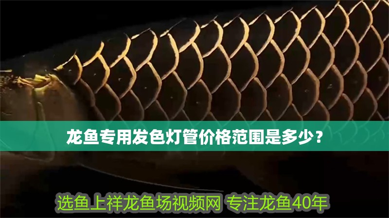 龍魚專用發色燈管價格范圍是多少？
