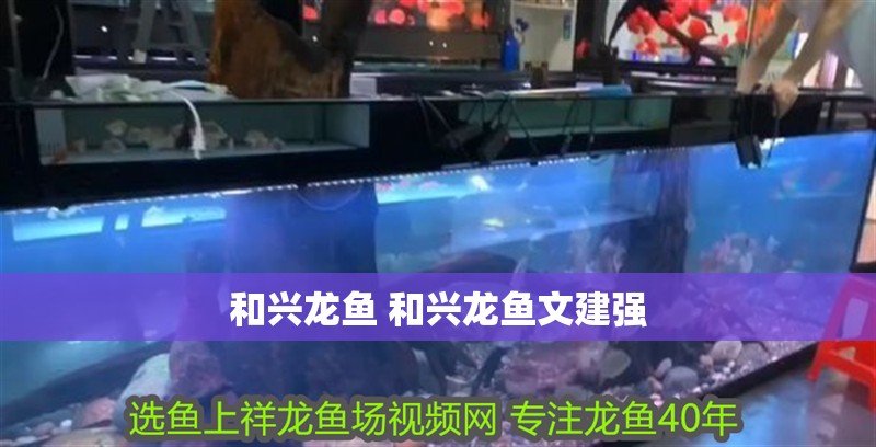 和興龍魚 和興龍魚文建強