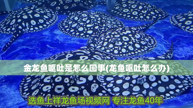 金龍魚嘔吐是怎么回事(龍魚嘔吐怎么辦) 金龍魚嘔吐是怎么回事(龍魚嘔吐怎么辦) 觀賞魚百科