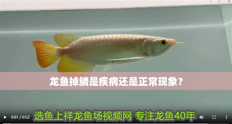 龍魚掉鱗是疾病還是正常現象？