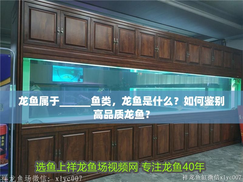 龍魚屬于______魚類，龍魚是什么？如何鑒別高品質龍魚？