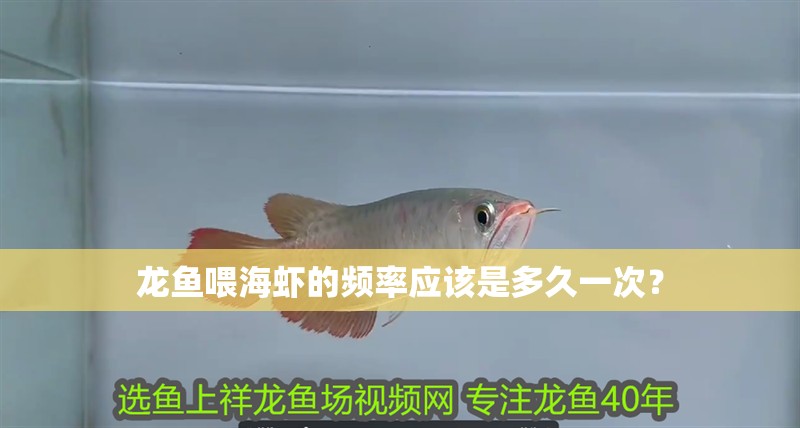 龍魚喂海蝦的頻率應該是多久一次？