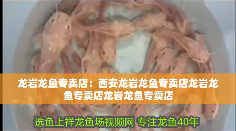 龍巖龍魚專賣店：西安龍巖龍魚專賣店龍巖龍魚專賣店龍巖龍魚專賣店