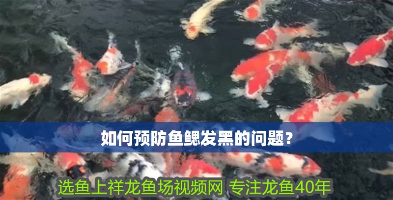 如何預防魚鰓發黑的問題？