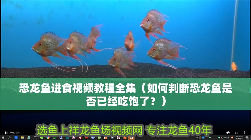 恐龍魚進食視頻教程全集（如何判斷恐龍魚是否已經吃飽了？）