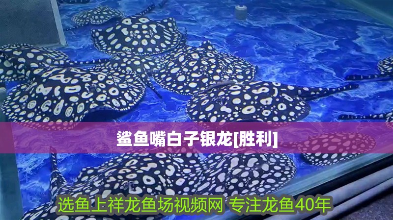 鯊魚嘴白子銀龍[勝利]