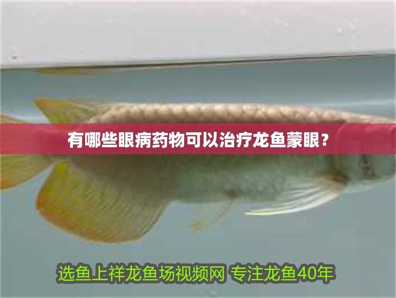 有哪些眼病藥物可以治療龍魚蒙眼？