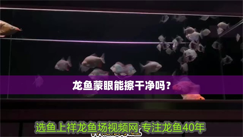 龍魚蒙眼能擦干凈嗎？