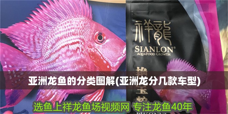 亞洲龍魚的分類圖解(亞洲龍分幾款車型)