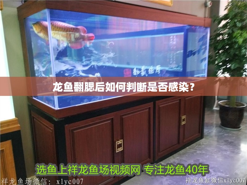 龍魚翻腮后如何判斷是否感染？