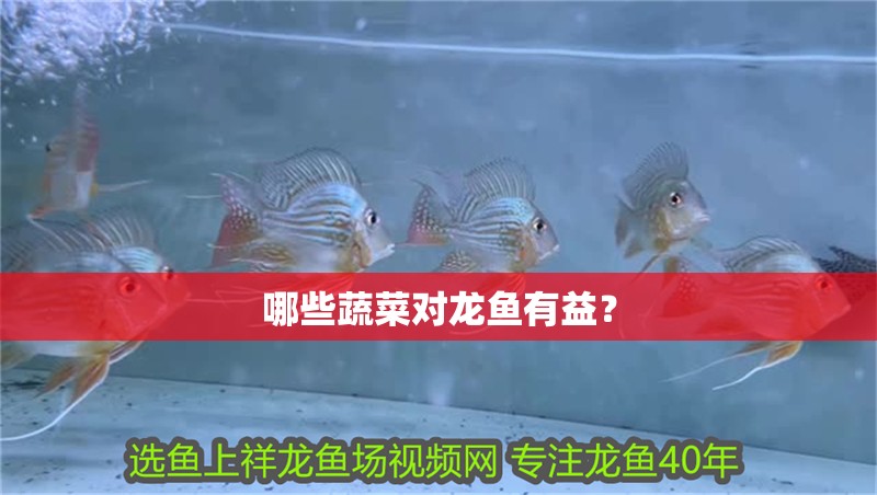 哪些蔬菜對龍魚有益？ 哪些蔬菜對龍魚有益？ 龍魚百科